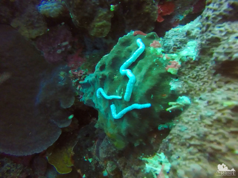 Lion's paw sea cucumber
