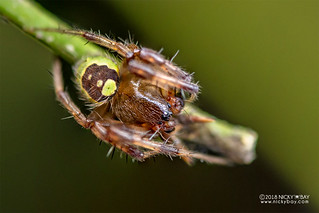 Orb weaver spider (Neoscona rufipalpis) - DSC_6113