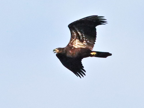 Bald Eagle juvenile  01-20180622