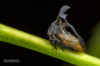 Treehopper (Membracidae) - DSC_6055