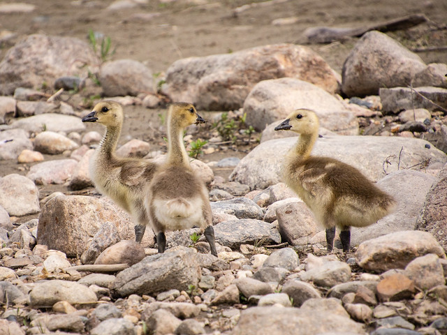 Canada Geese goslings