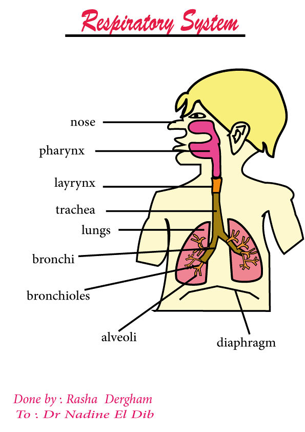 final-respiratory-system-2