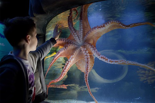 SEA LIFE Kelly Tarlton's Aquarium. From 5 Things to Do in Auckland for Educators