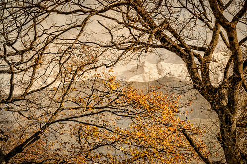 composite leaves florafauna landscape tree plants autumn texture mountain weather on1pics snow carterton wellington newzealand nz