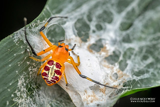 Red-spotted crab spider (Platythomisus sibayius) - DSC_5254