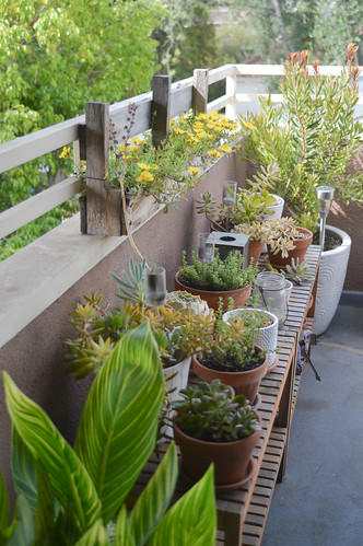 plants after the heatwave
