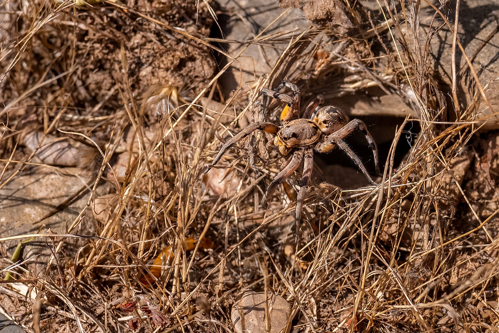 Tarantula Wolf Spider (Lycosa tarantula)