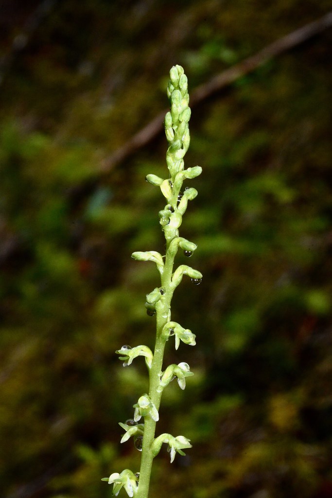 Alaska rein orchid