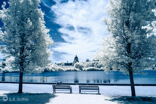 infrared converted eos10d ef1635mmf4l ir washington state capitol park lake trees benches