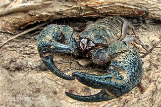 Black scorpion (Scorpiones) - DSC_3080