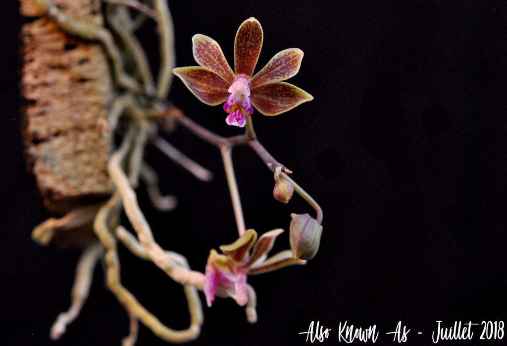Phalaenopsis Lea Mini (honghenensis x finleyi) 43198306091_d470d2feb5_b