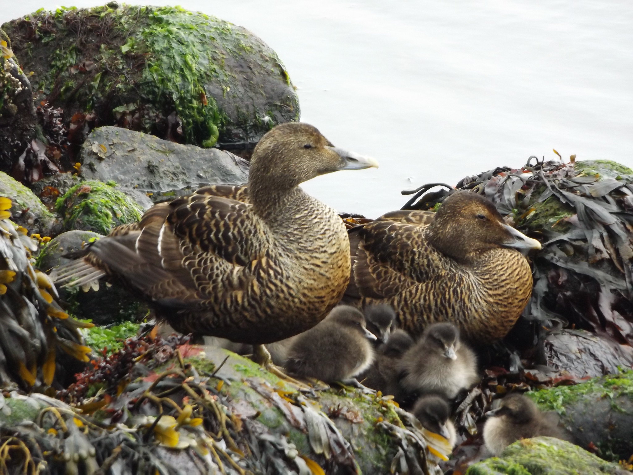 Eider Ducks with Ducklings, Kirkjubøur, Faroe Islands, 14 July 2018