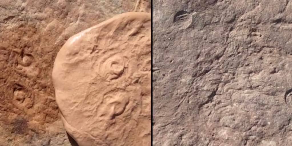 nouveaux-animaux-découverte-500-millions-années
