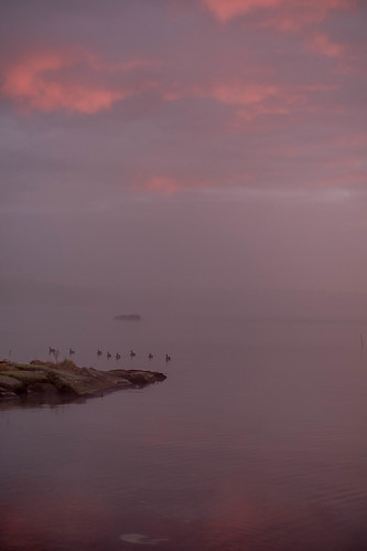 sunrise mist lake color landscape landscapephotography lakerotorua rotorua newzealand nz fuji fujifilm fujifilmxt2 fujiphotography nature ducks birds