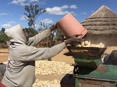 Pinnot Karwizi fills a mechanized sheller with dried maize cobs