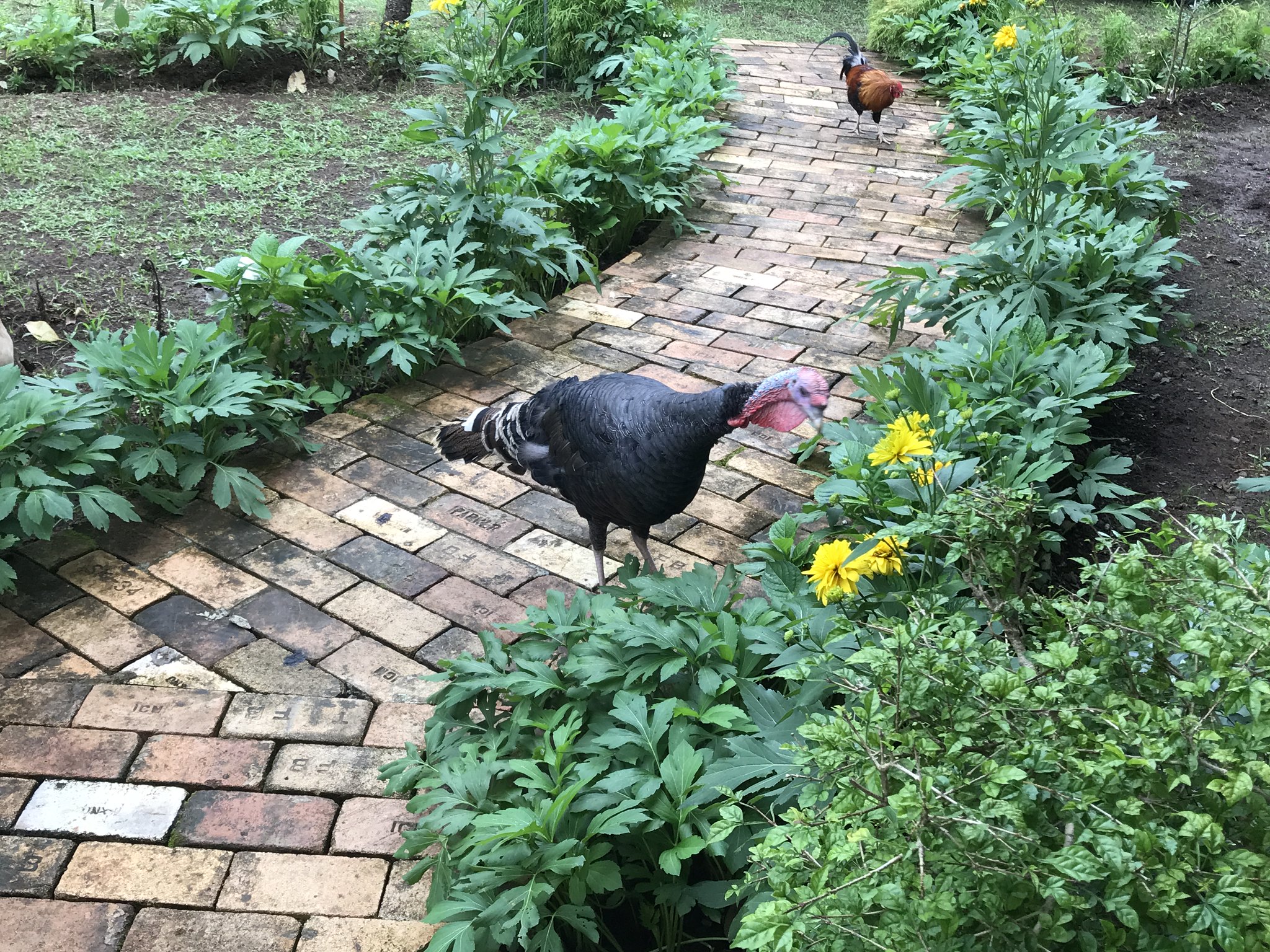 Turkey and rooster