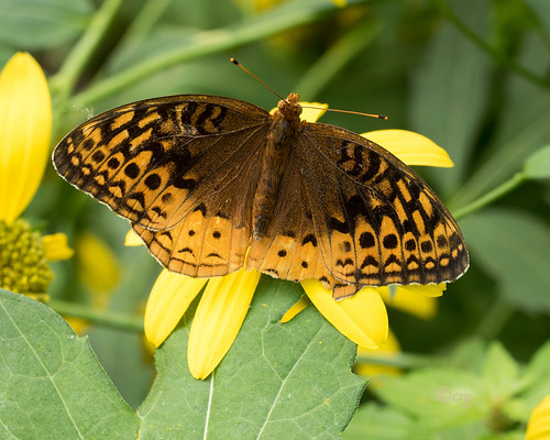 pennsylvania wyomingcounty butterfly speyeriacybele greatspangledfritillary