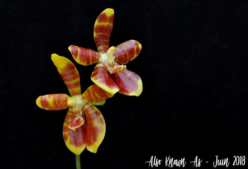 Phalaenopsis Koodoo (venosa x kunstleri) 29114394398_3b3a7f8b6b_b