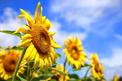 yellow blue flower flowers sunflower 岩手県 矢巾町 煙山ひまわりパーク