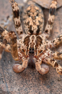 Wandering spider (Vulsor sp.) - DSC_7494