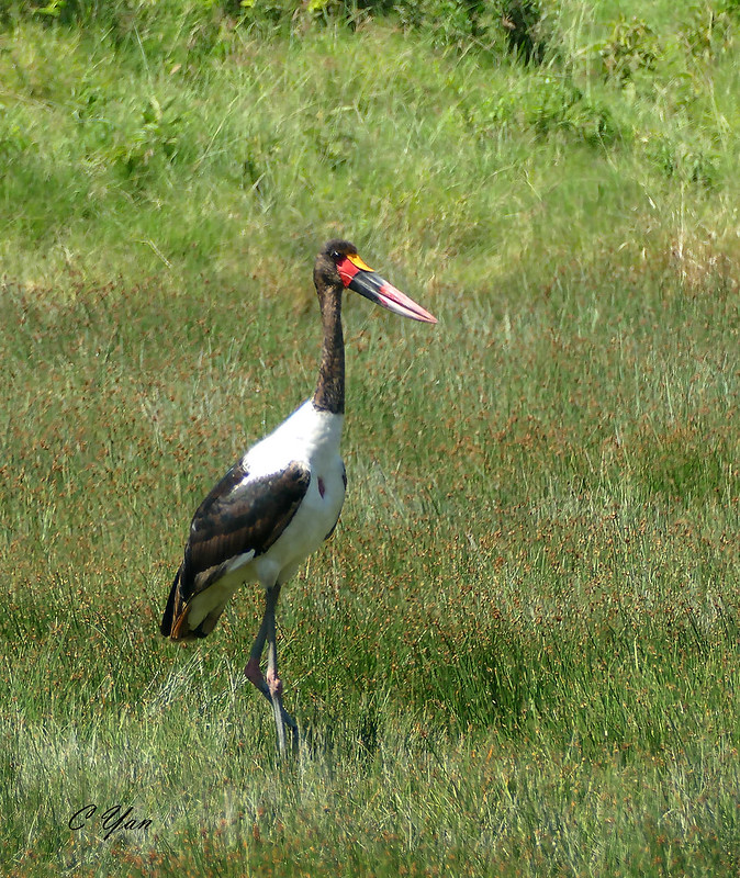 Kenya-Tanzania (Bird 1)