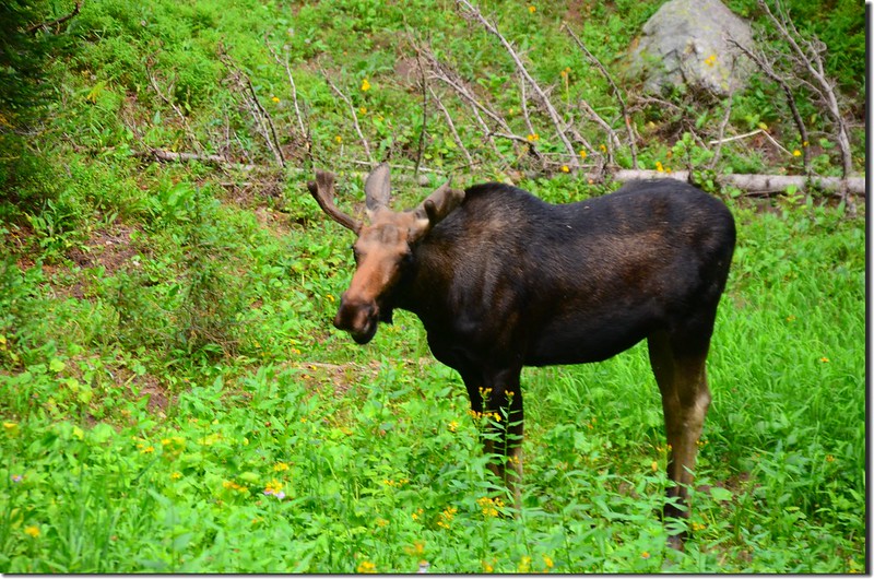 Moose at South Boulder Creek Trail (1)