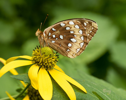 pennsylvania wyomingcounty butterfly greatspangledfritillary speyeriacybele