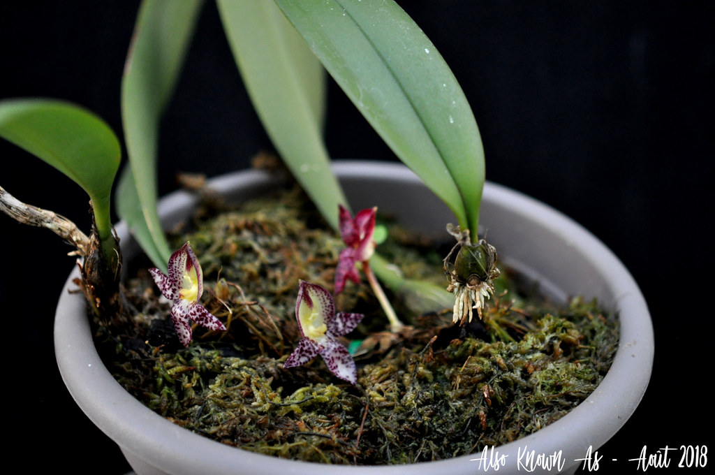 Bulbophyllum macranthum 30203990178_a8ddb5c78e_b