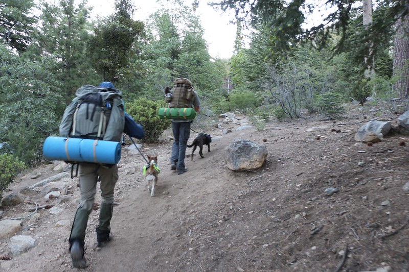 We get started up the trail just after dawn with both dogs properly leashed