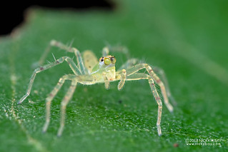 Jumping spider (Asemonea sp.) - DSC_7815