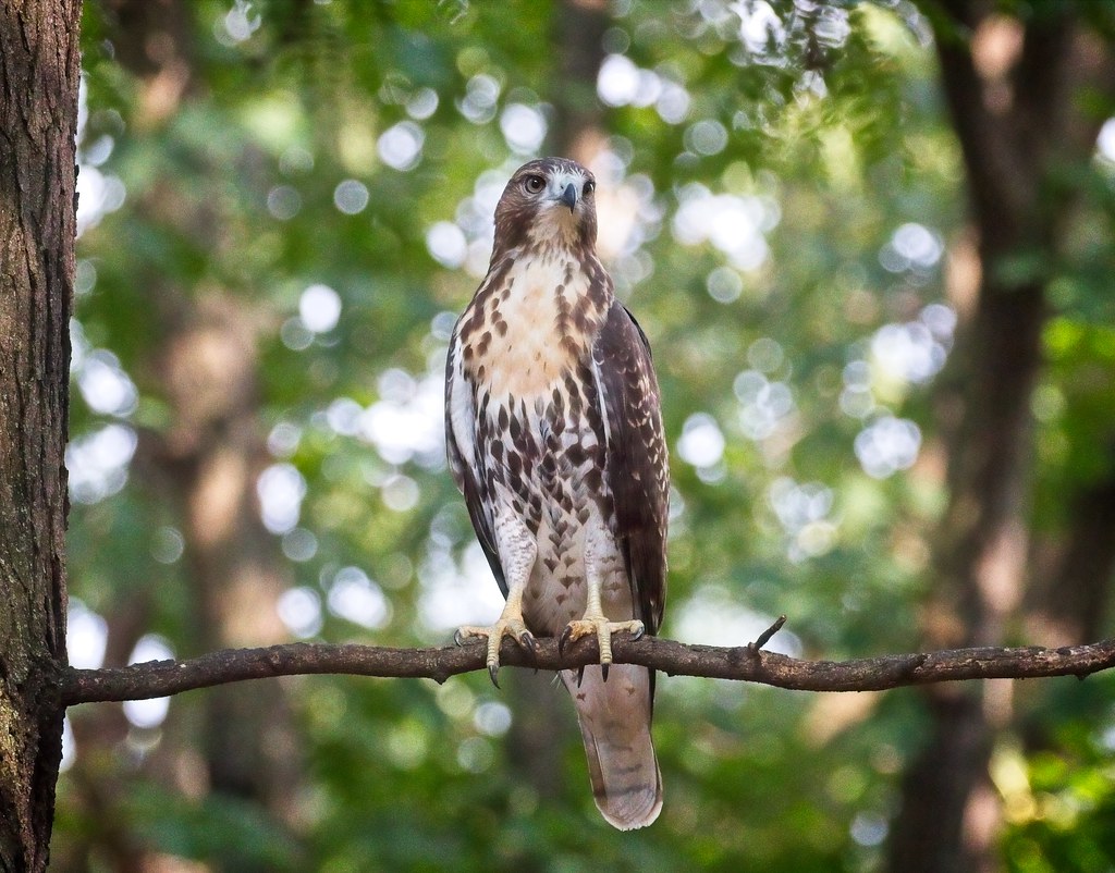 Tompkins red-tail fledgling