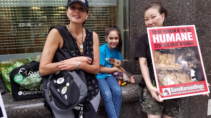 New York, South Korean Consulate General, ‘Boknal’ Demonstration for the South Korean Dogs and Cats (Day 2) – July 30, 2018 Organized by The Animals' Battalion