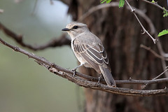 African grey flycatcher