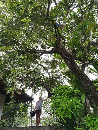 carrascal carcanmadcarlan surigao surigaodelsur caraga mango greenmango mangopicking