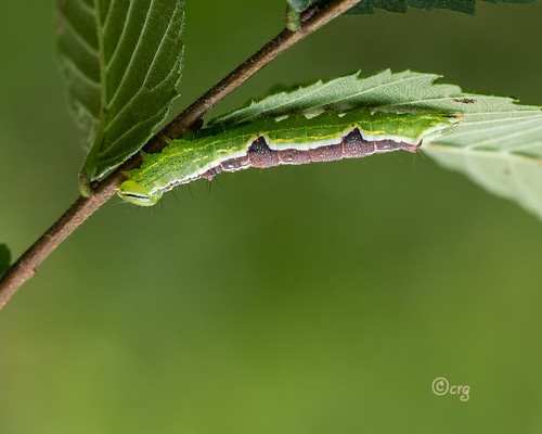 pennsylvania tiogacounty caterpillar doublelinedprominent lochmaeusbilineata elm