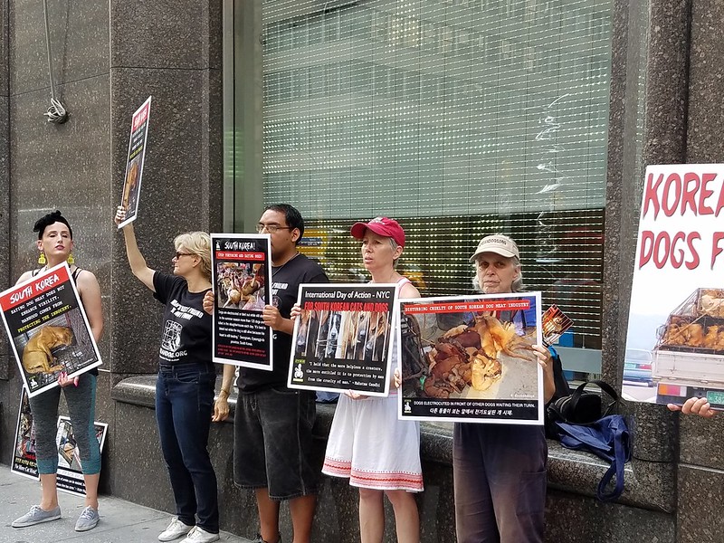 New York, South Korean Consulate General, ‘Boknal’ Demonstration for the South Korean Dogs and Cats (Day 3) – August 16, 2018 Organized by The Animals' Battalion