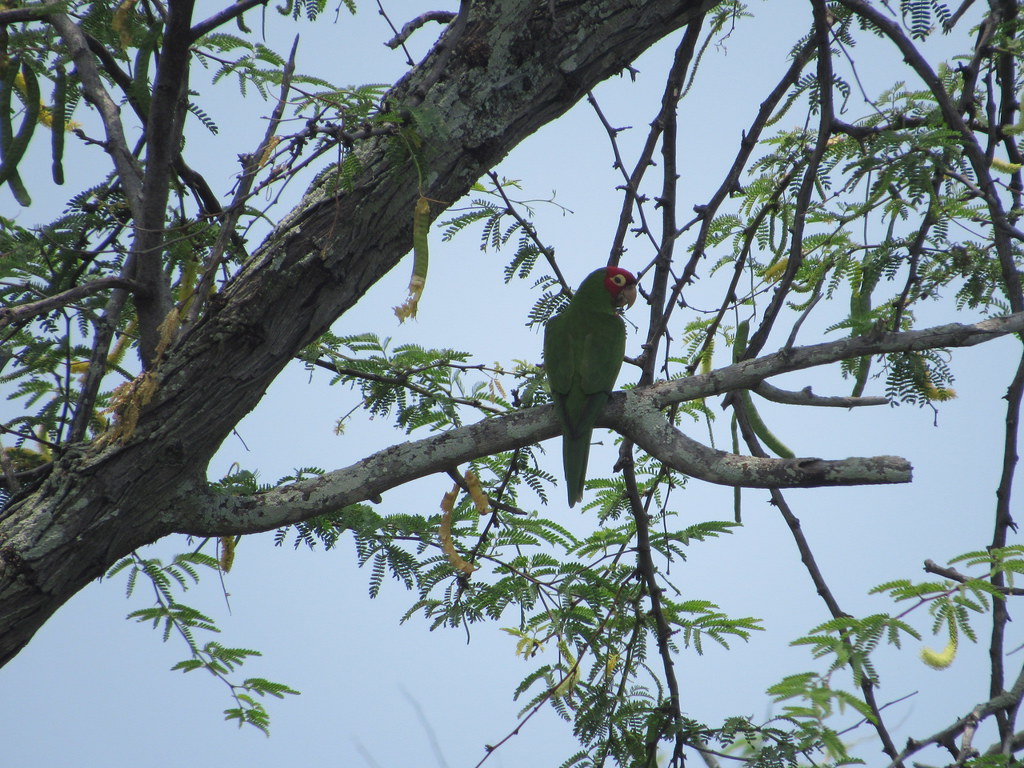 Unidentified parrot, seen at the kaloko honokahau NHP on 7/29/18