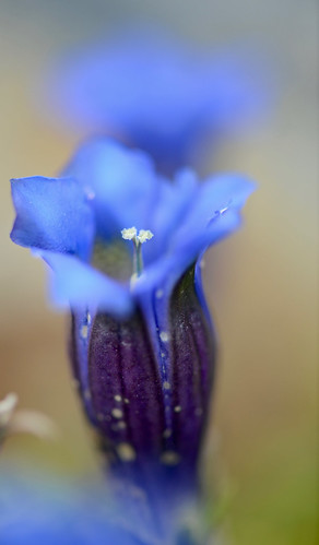 travel outdoor flower gentiana clusii trumpet azure blue depth field bokeh blur alpine tromso botanical garden norway ngc