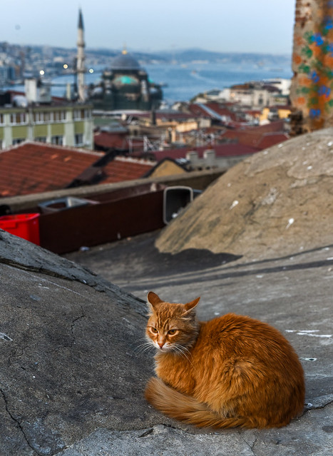 Семнадцать мгновений Стамбула или первый турецкий опыт.