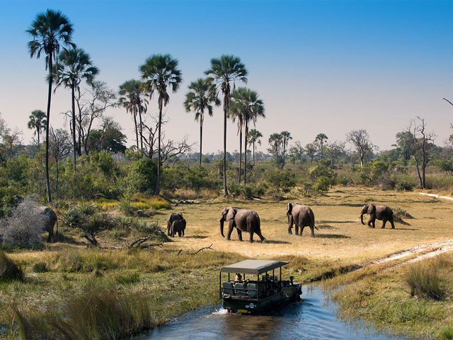 Parques Nacionales y reservas de Botswana: resumen y datos varios - BOTSWANA, ZIMBABWE Y CATARATAS VICTORIA: Tras la Senda de los Elefantes (10)