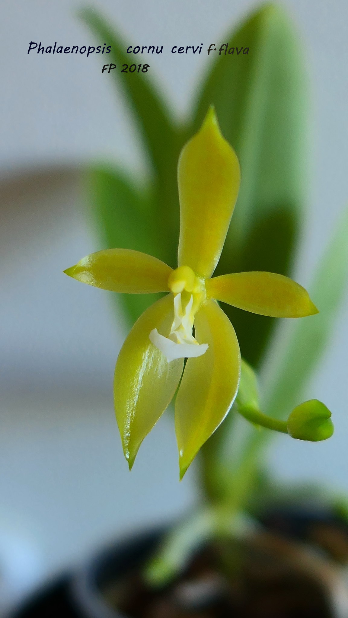 Phalaenopsis cornu-cervi f. flava 41204747680_cdd010eed8_k