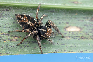 Jumping spider (Hyllus cf. argyrotoxus) - DSC_3131