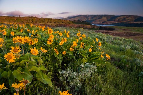 favorite flowers hiking karl landscape nature sun travel oregon portfolio thedalles unitedstates