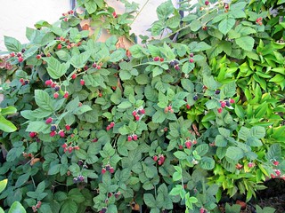 Marionberries galore