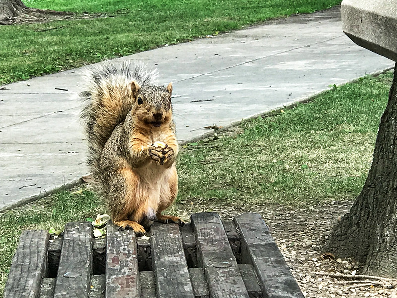 Hungry squirrel at I80 Three Rivers rest stop
