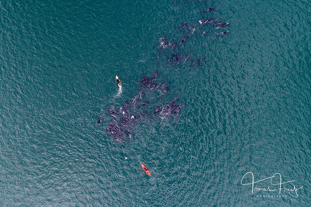 Herding whales