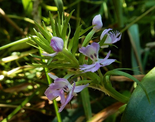 purplefringed orchid platanthera psycodes wisconsin wetland wildflower