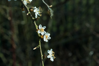 20180326-16a_Spring Flowers (Blackthorn I think)