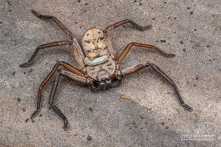 Huntsman spider (Damastes sp.) - DSC_7469