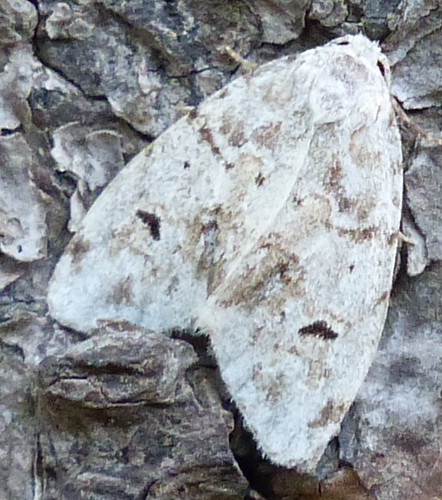 clemensia clemensiaalbata moth pa wyomingco